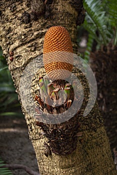 Male Cycas Rumphii plant with reproductive cone.