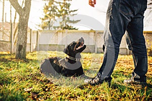 Male cynologist with service dog, training outside