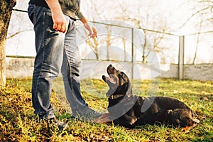 Male cynologist with service dog, training outside