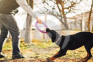 Male cynologist work with trained police dog