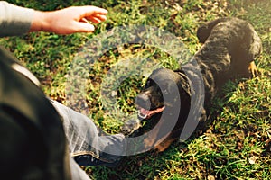 Male cynologist with working dog, training outside