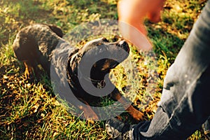 Male cynologist with working dog, training outside