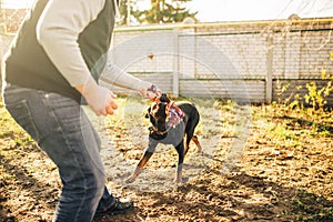 Cynologist works with service dog outside