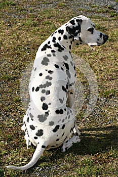 Male Dalmatian sitting