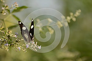 Male Danaid eggfly butterfly - front view