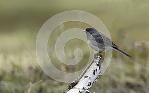 Male Dark-eyed Junco