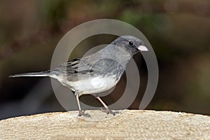 Male Dark-Eyed Junco