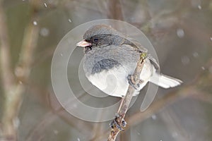 Male Dark-eyed Junco (Junco hyemalis) in a Snow Storm