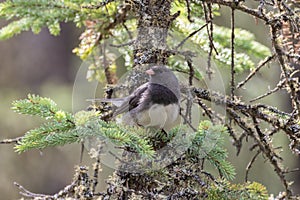 Male Dark-eyed Junco in a Spruce Tree photo