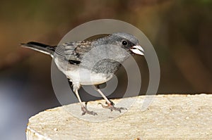 Male Dark-eyed Junco Standing on a Wooden Fence