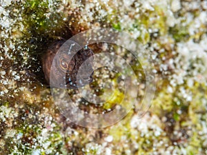 Male darkheaded blenny, Emblemariopsis spp..Bonaire. Caribbean Diving holiday