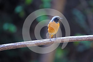 Male daurian redstart