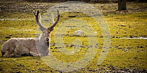 Male David's Deer on grass. Spring day