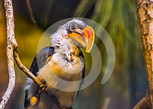 Male Deckens hornbill bird in closeup, beautiful portrait of a tropical bird specie from Africa