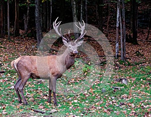 Male Deer