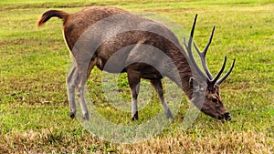 Male Deer