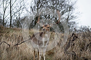 A male deer with antlers in Zandvoort at the Amsterdamse waterleidingduinen