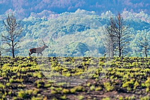 Male deer bellowing over the hill, long shot