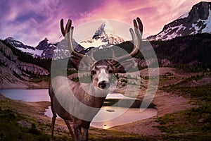 A male Deer in Canadian Nature. Image composite with Mt Assiniboine Provincial Park