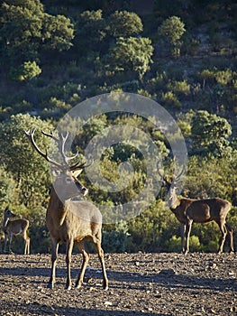 Male deer checking group.