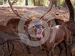 Male deer at the deer bellowing station in the Cazorla