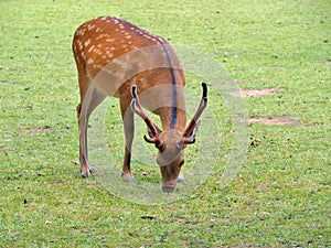 Male deer on green field.