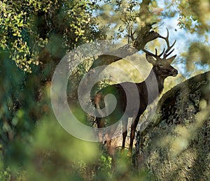Male deer hidden behind the bush, long shot