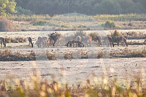 A male deer with his herd of female deer in the process of bellowing during mating season. Marismas del Rocio Natural Park in