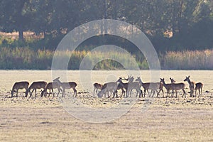 A male deer with his herd of female deer in the process of bellowing during mating season. Marismas del Rocio Natural Park in