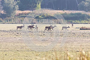 A male deer with his herd of female deer in the process of bellowing during mating season. Marismas del Rocio Natural Park in