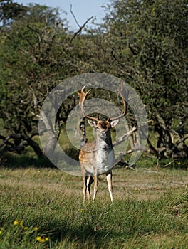 A male deer with impressive antlers