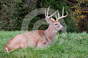 Male Deer Laying on the Grass