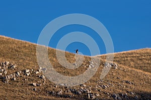 Male deer in the mountains