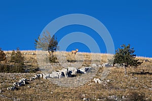 Male deer in the mountains