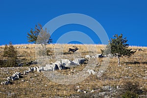 Male deer in the mountains