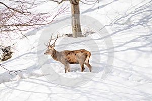 Male deer in a park in northern italy on winter
