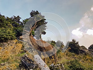 Male deer at Parnitha mountain in Greece. Close up look.