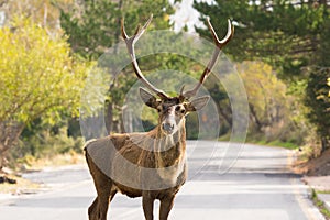 Male deer portrait on the road of Parnitha mountain in Greece.