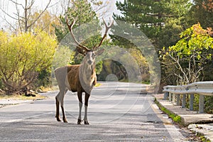 Male deer at the road of Parnitha mountain in Greece looking at the camera. A funny moment.