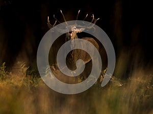 Male deer in rutting season Cervus elaphus