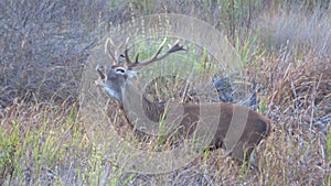 Male deer in rutting season. Wild red deer Cervus elaphus. The rut,annual period of sexual activity in deer, during which the