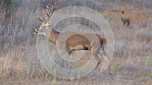Male deer in rutting season. Wild red deer Cervus elaphus. The rut,annual period of sexual activity in deer, during which the