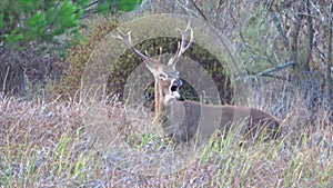 Male deer in rutting season. Wild red deer Cervus elaphus. The rut,annual period of sexual activity in deer, during which the