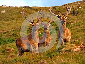 Male deer on Scottish meadows at sunset near Applecross in North Coast 500 photo
