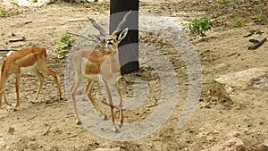 Male deer standing proud in the middle of the forest.