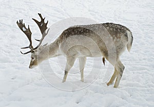 Male Deer standing in snow in profile