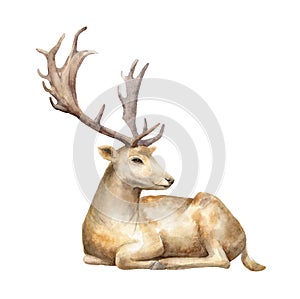 Male deer. Watercolor illustration. Isolated background