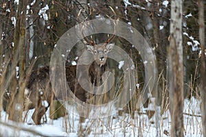 Male deer in the winter forest. Animal in natural habitat