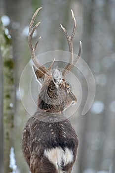Male deer in the winter forest. Animal in natural habitat