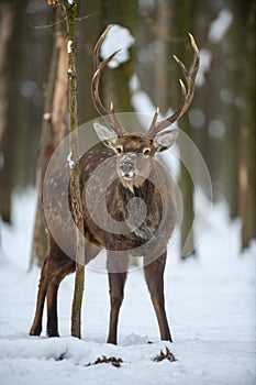 Male deer in the winter forest. Animal in natural habitat